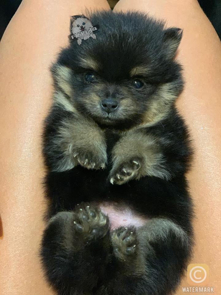 A small, black and tan puppy lies on its back between a person's legs, resembling a sweet chocolate treat. The puppy's paws are up, and its eyes are open. The image has a watermark in the bottom right corner.