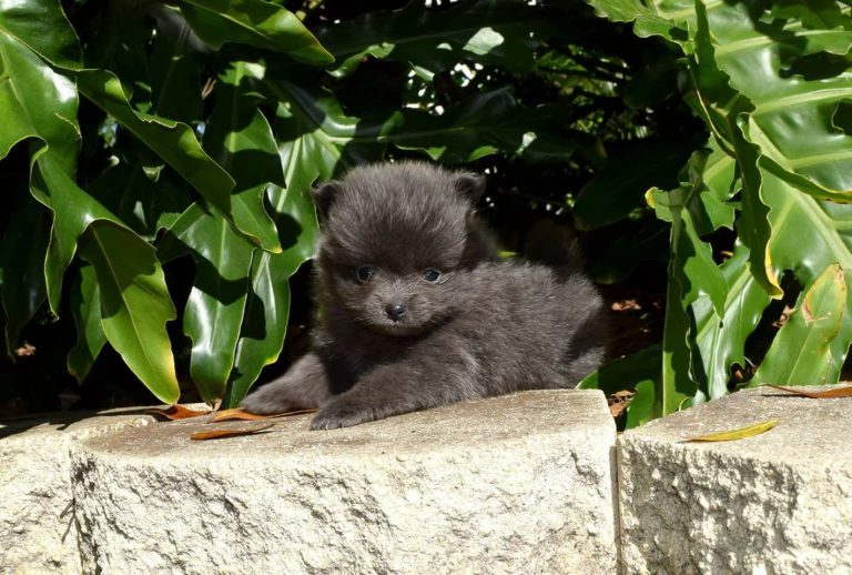A small, fluffy, black puppy lies on a stone surface surrounded by green foliage, reminding one of the adorable traits commonly found in Pomeranians.