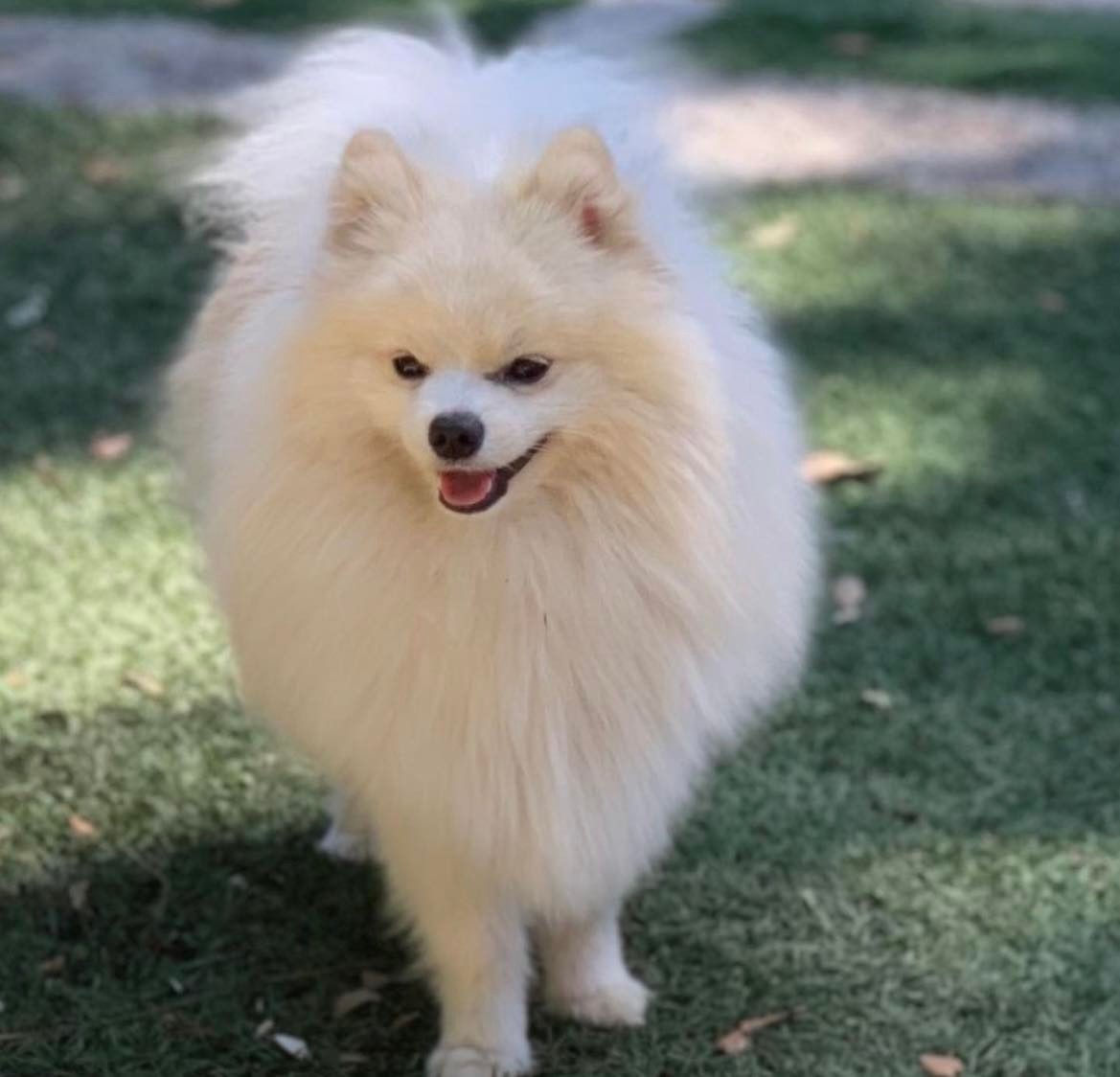 A fluffy white Pomeranian dog stands on grassy ground, looking at the camera with an open mouth and relaxed expression. This adorable Florida Pom could be your new best friend—check out our Pomeranian for sale to bring home this bundle of joy!