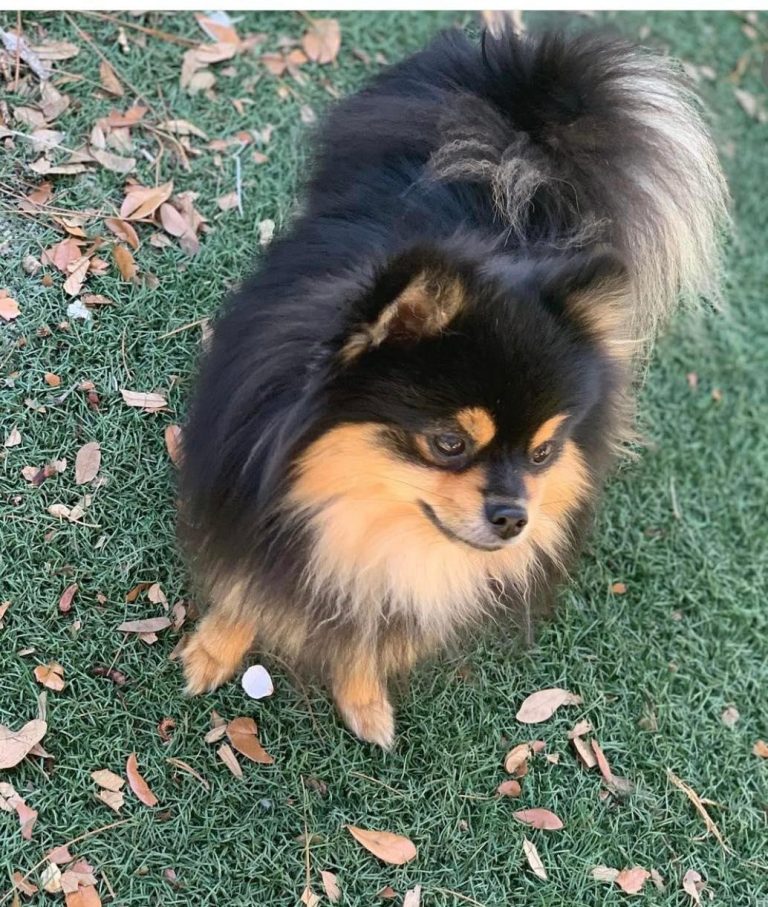A small fluffy Merle Pomeranian with black and tan fur stands on a grassy area scattered with dried leaves.