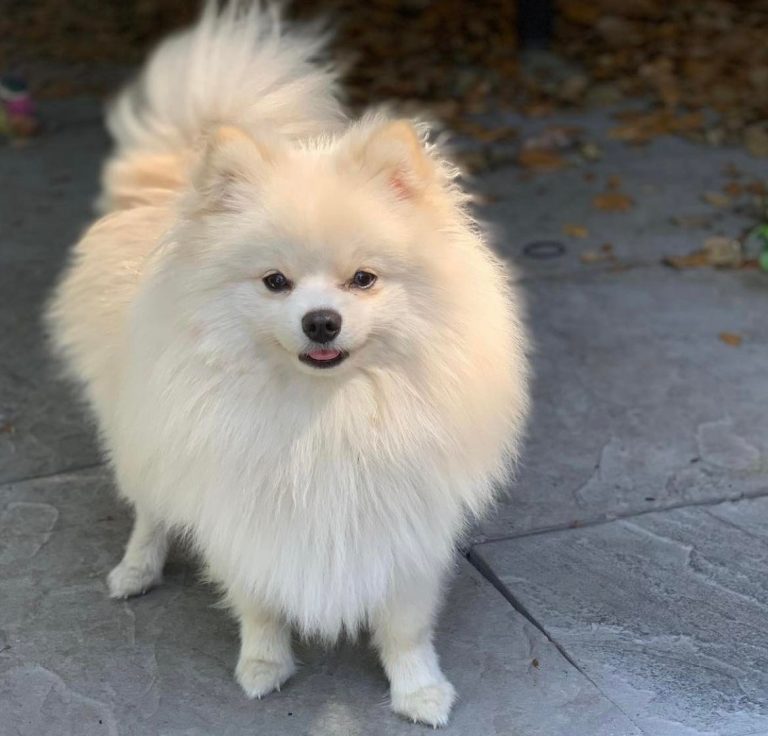 A fluffy white Florida Pom stands on a stone patio with a curved tail, looking towards the camera. Leaves are scattered on the ground in the background.