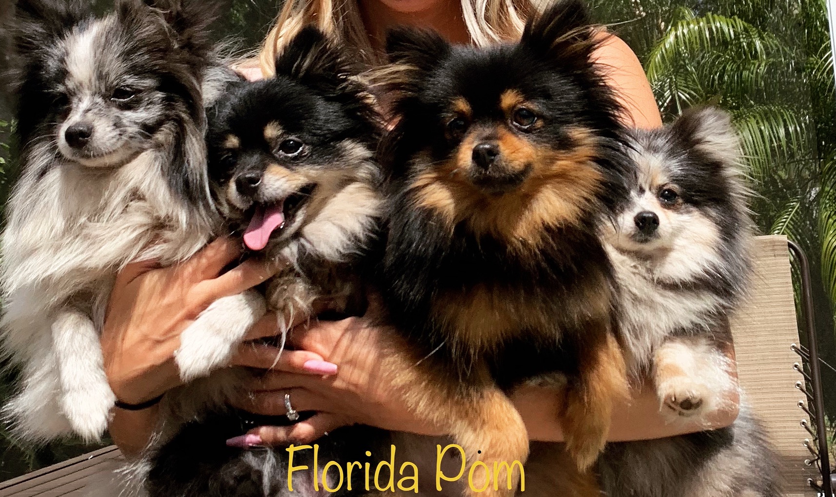 Chocolate and tan clearance pomeranian