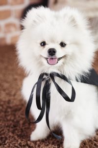 A fluffy white Pomeranian with a black ribbon tied around its neck sits on a carpeted floor, looking at the camera with its mouth open, capturing the playful essence about Pomeranians.