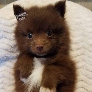 A small, fluffy brown and white puppy lies on its back on a light-colored textured surface, looking at the camera with wide eyes. The puppy, showcasing one of the charming Pomeranian coat colors, wears a black collar and has perky ears.