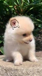 A fluffy, light-colored Pomeranian puppy sits on a stone surface with greenery in the background. There is a small drawn graphic of another puppy with a red face near the top left of the photo, highlighting the variety of Pomeranian coat colors.