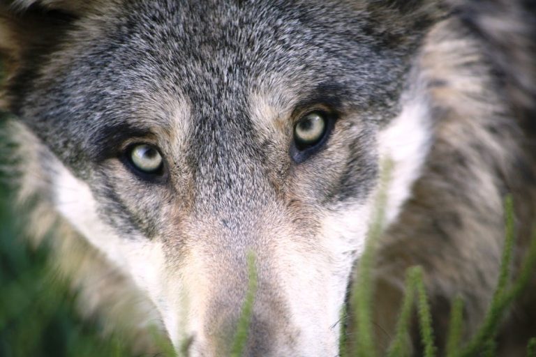 Close-up shot of a wolf's face, focusing on its intense eyes and thick fur, partially obscured by tall grass in the foreground, reminiscent of various Pomeranian coat colors.
