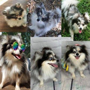 A collage of six images showcases a fluffy Florida Pomeranian, small and black-and-white, in various poses and settings, including sporting rainbow-tinted round sunglasses and sticking its tongue out in some photos.